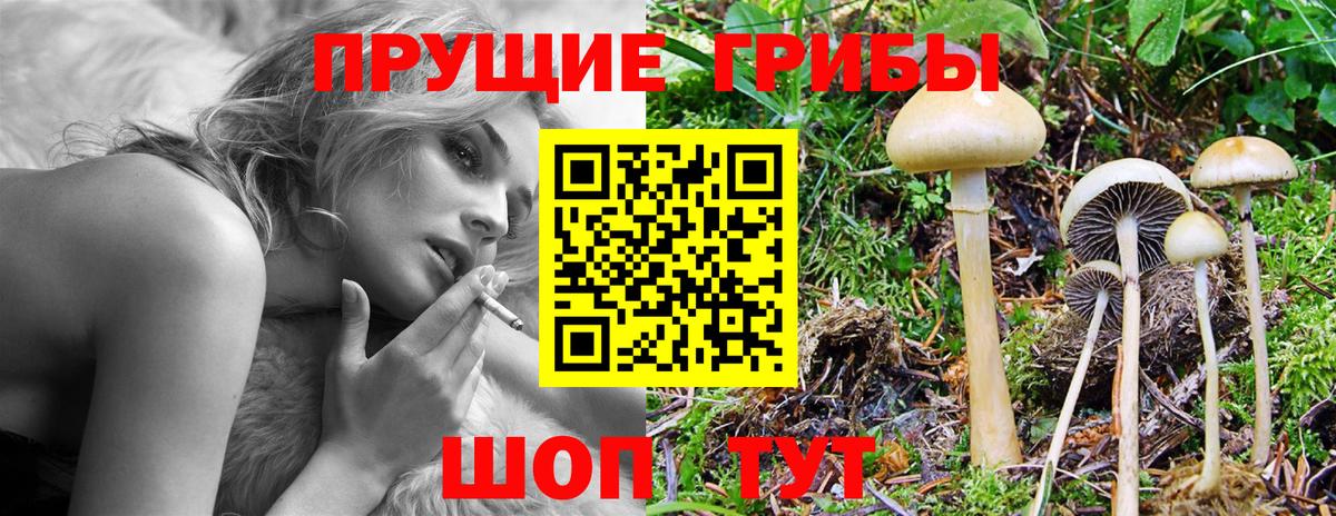 Псилоцибиновые грибы Psilocybine cubensis Сарапул